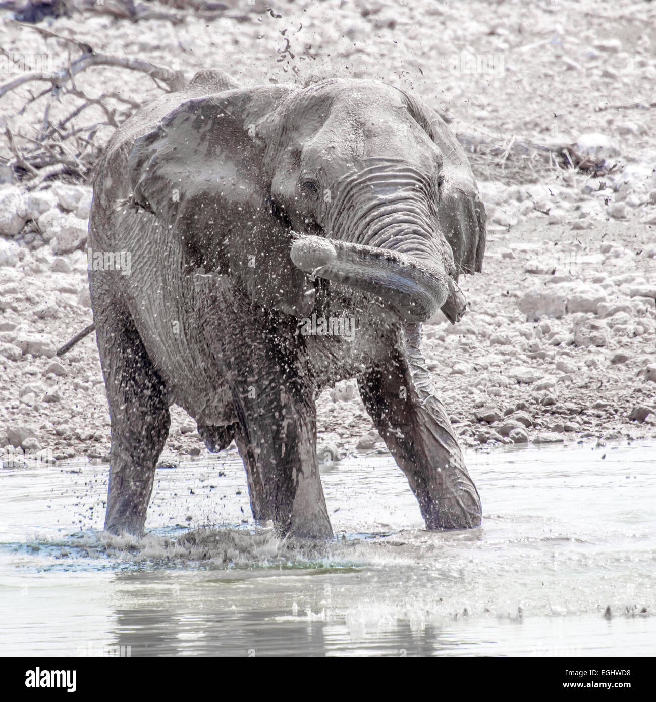 Un éléphant joue dans l'eau potable à un trou. Banque D'Images