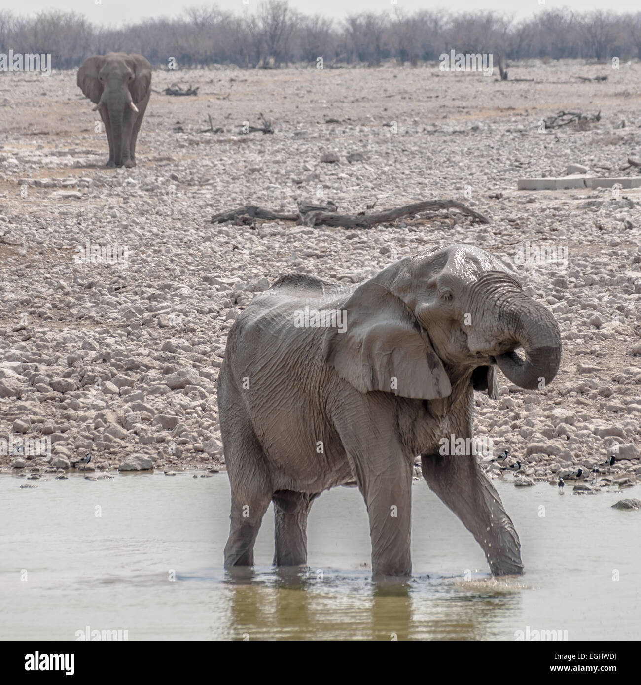Un éléphant joue dans l'eau potable à un trou. Banque D'Images