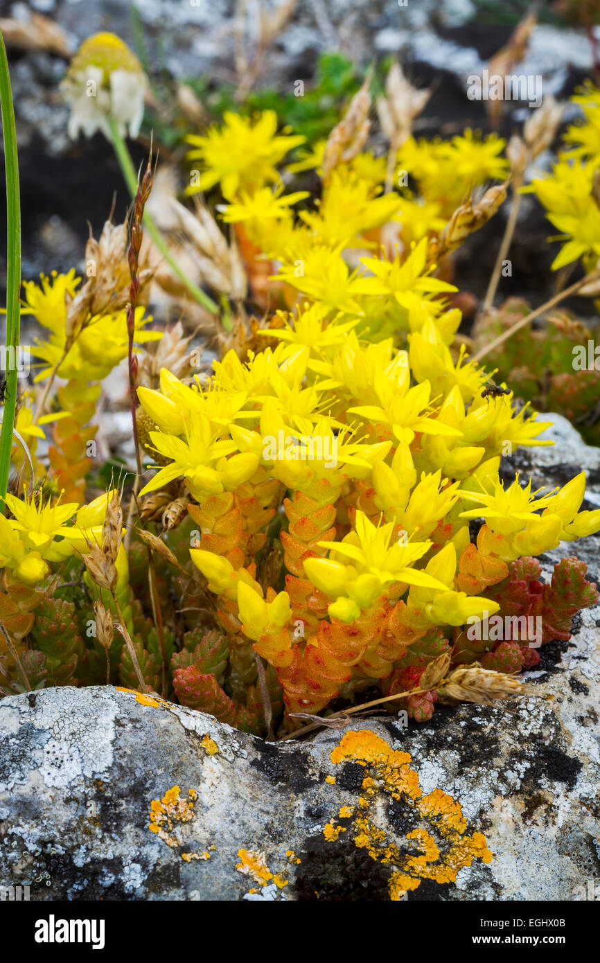 Wallpepper goldmoss stonecrop Sedum acre (ou). Banque D'Images