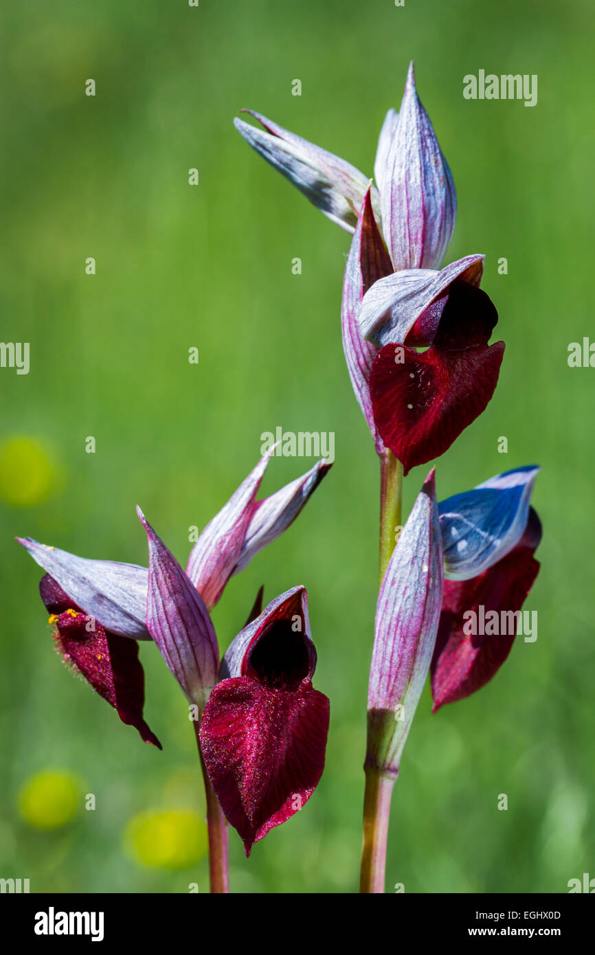 Fleurs d'orchidée (Serapias parviflora). Banque D'Images