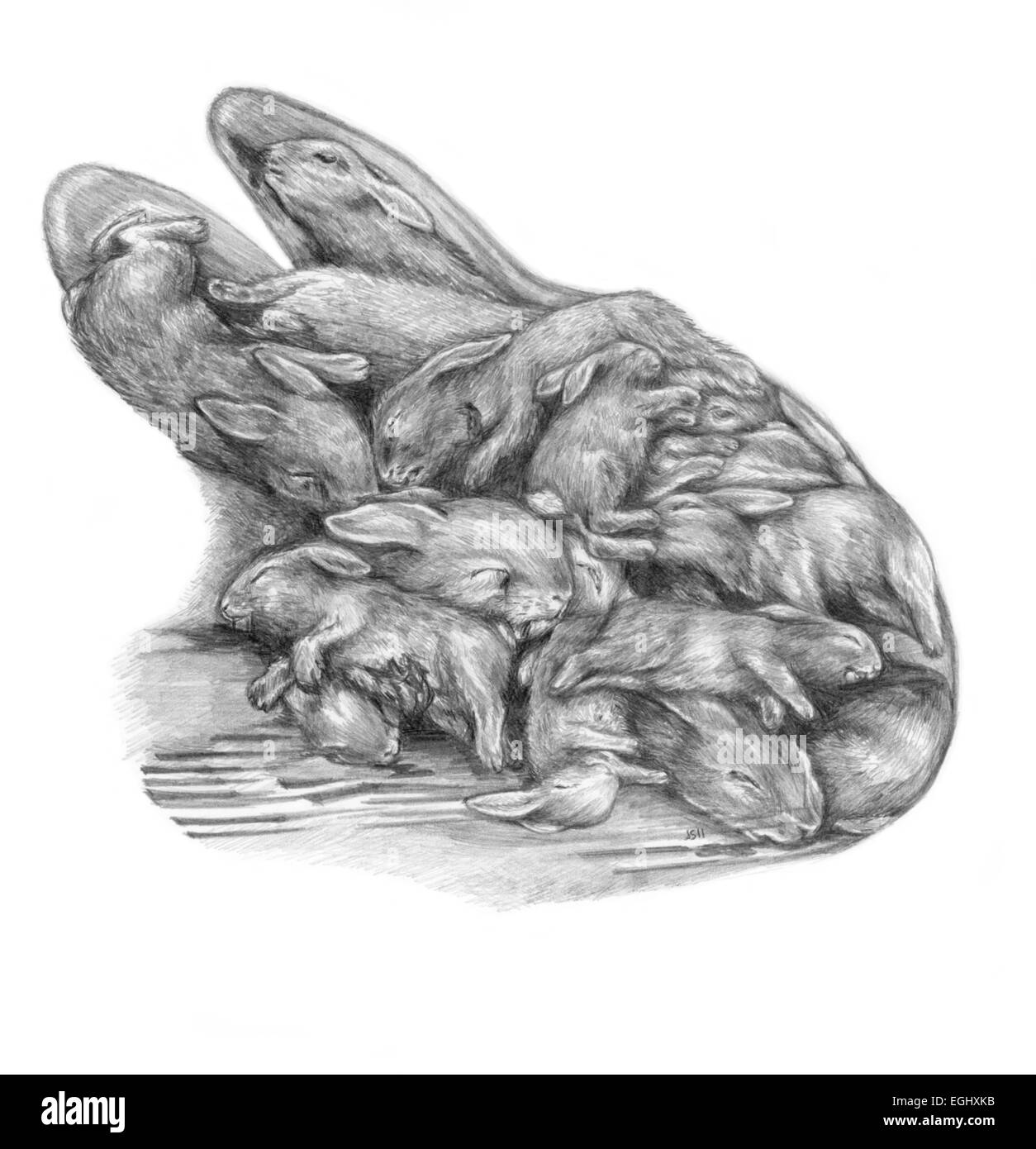 Une tête de lapin ossature fabriqué à partir du corps des lapins morts. Illustration au crayon dans des tons de gris. Banque D'Images