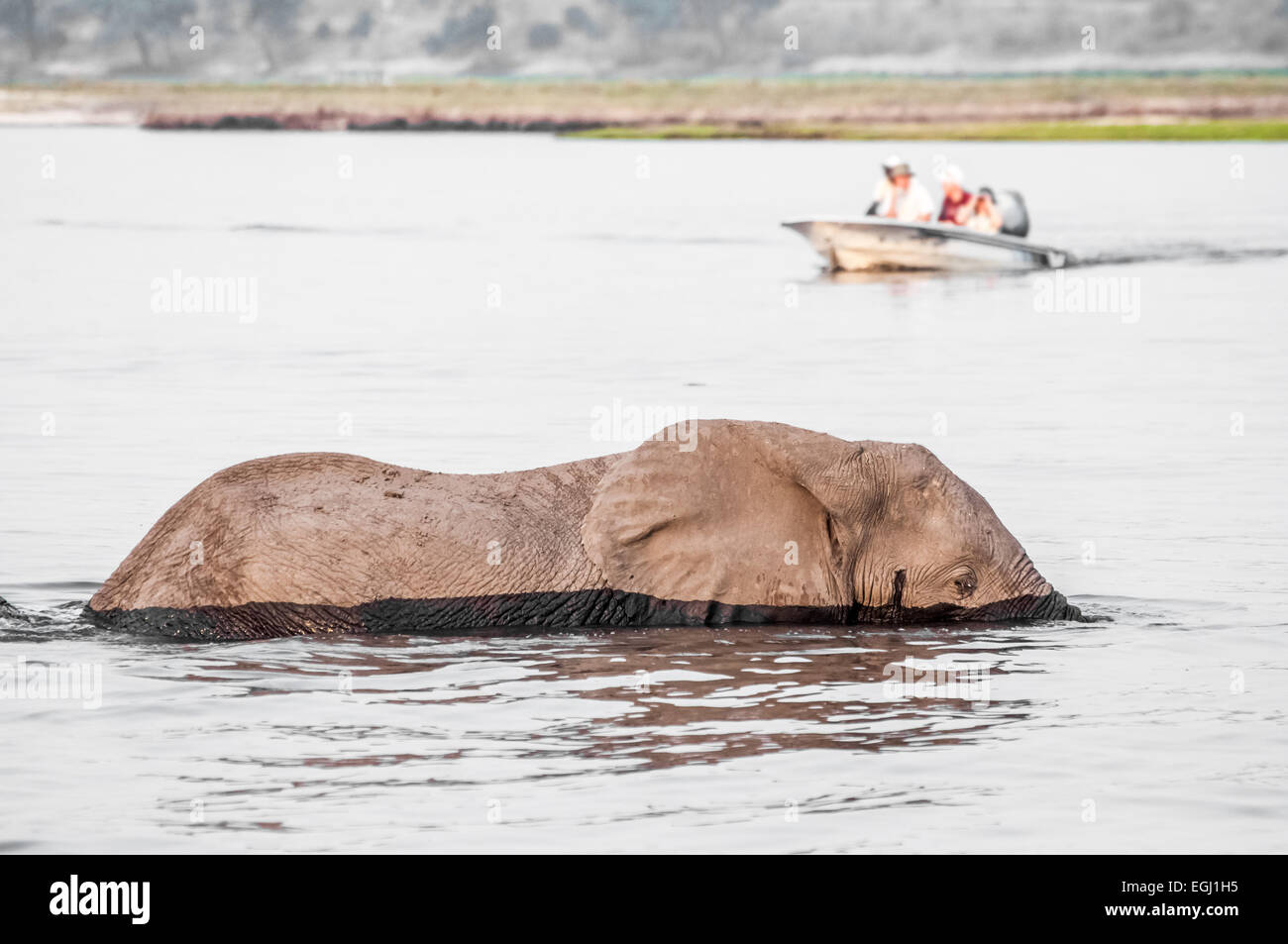 Un éléphant bull traverse la rivière Chobe, en direction de Sedudu Island. Banque D'Images