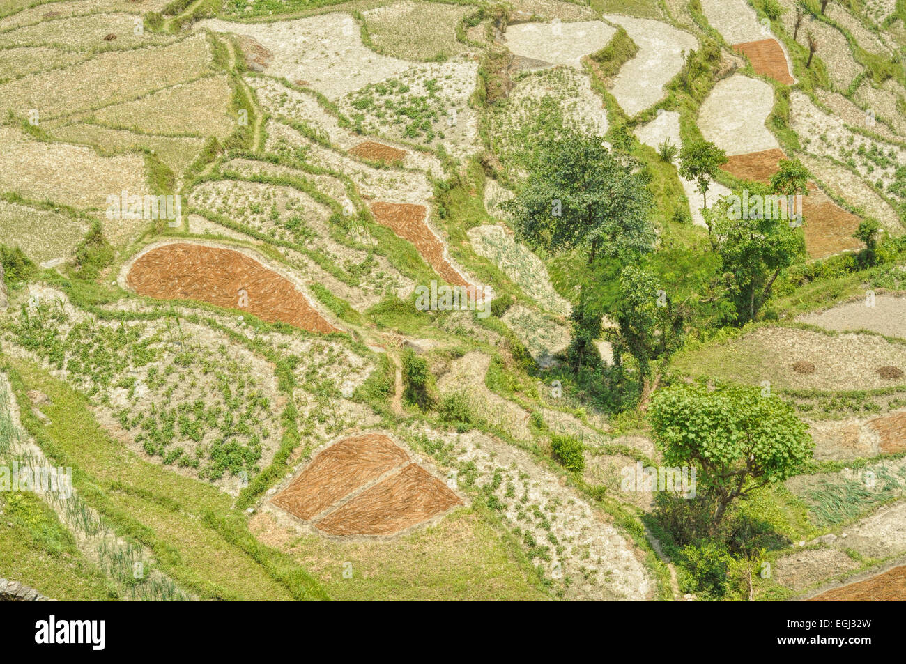 Vue pittoresque de champs en terrasses au Népal depuis le haut Banque D'Images