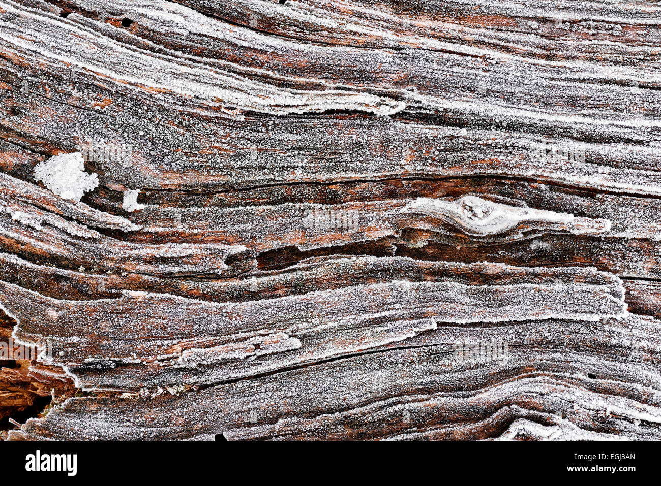 Structure, bois, glace, cristaux, détail, neige, noueux, racine, tronc, arbre, rouge, froid, contraste, Banque D'Images Structure, bois, glace, cristaux, détail, neige, noueux, racine, tronc, arbre, rouge, froid, contraste, Banque D'Images