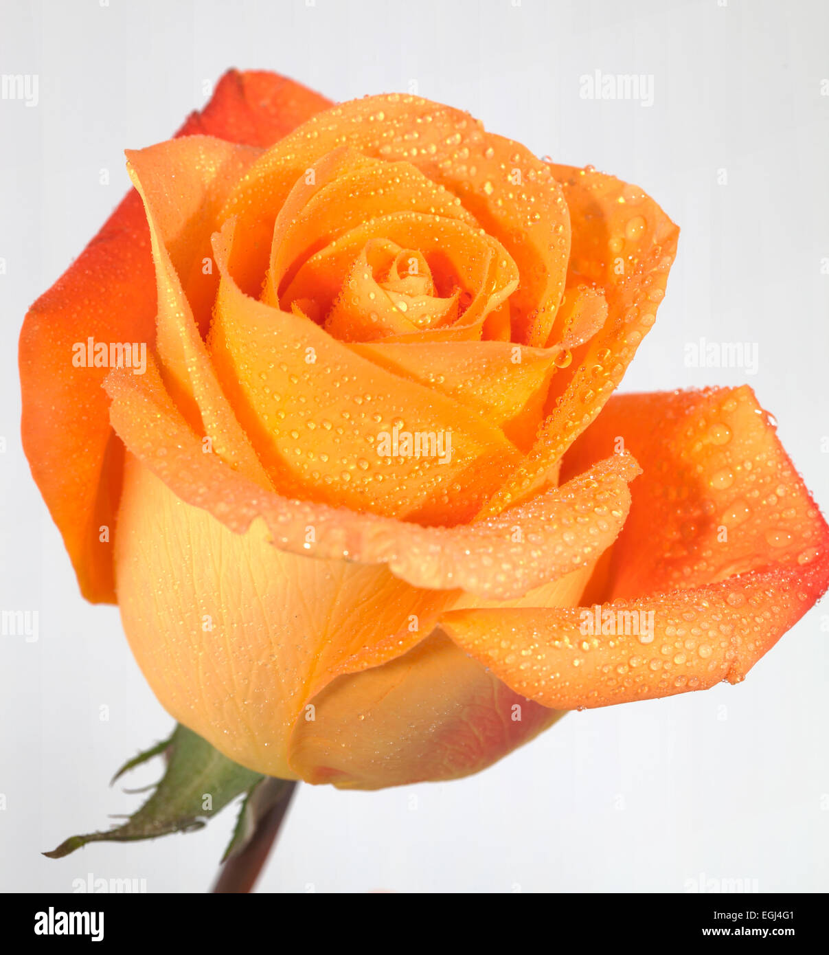 Rose orange Banque D'Images