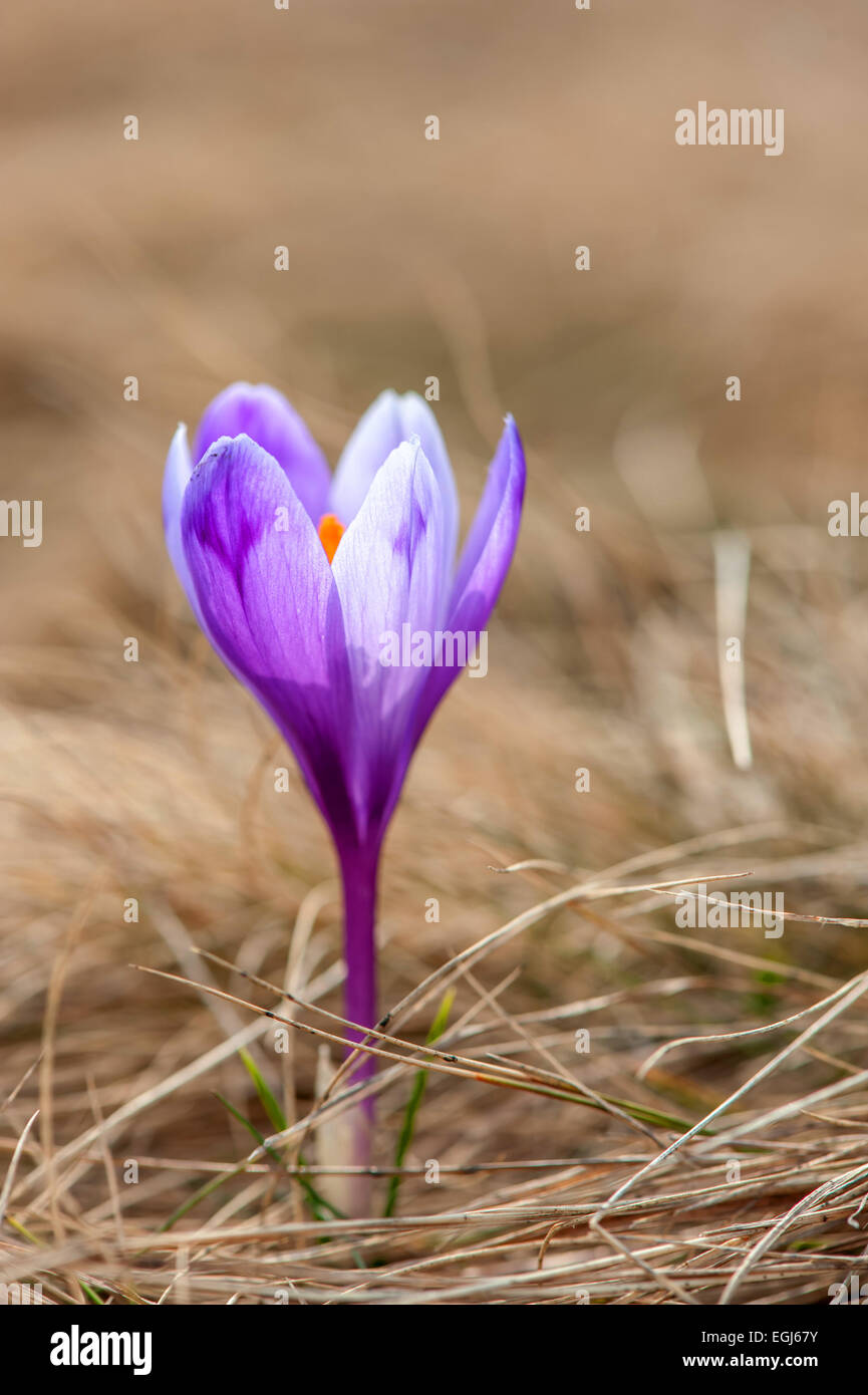 Fleur de printemps crocus close up Banque D'Images