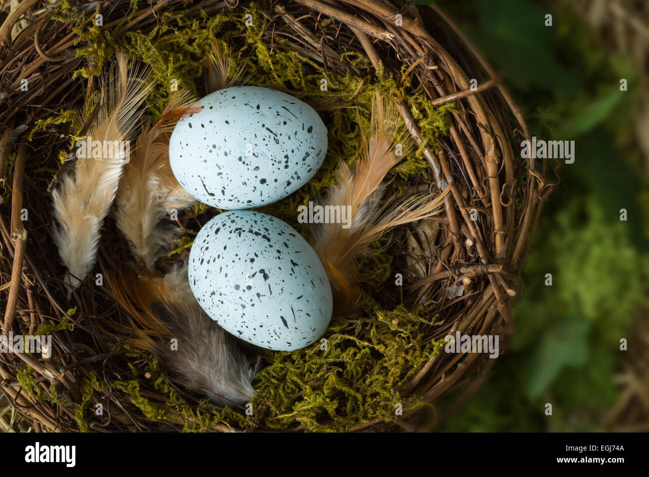 Oeufs mouchetée bleu couché dans un nid d'oiseau Banque D'Images