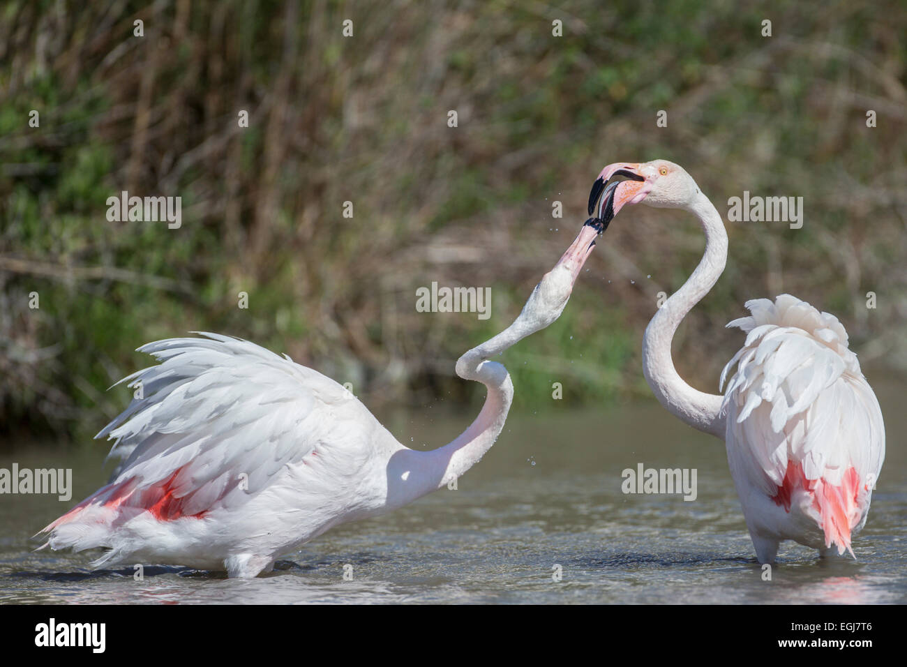 PARC ORNITOLOGIQUE DU PONT DE GAU, FRANCE - 15 MAI 2014 : une plus grande paire de flamants roses (Phoenicopterus roseus). Banque D'Images