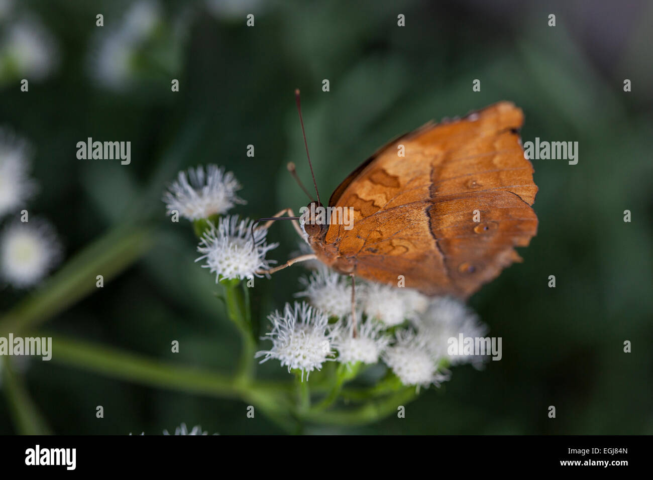 Vindula sp. Cruiser Nymphalidae Heliconiinae marron papillon orange rouille belle fleur nature alimentation blanc Banque D'Images
