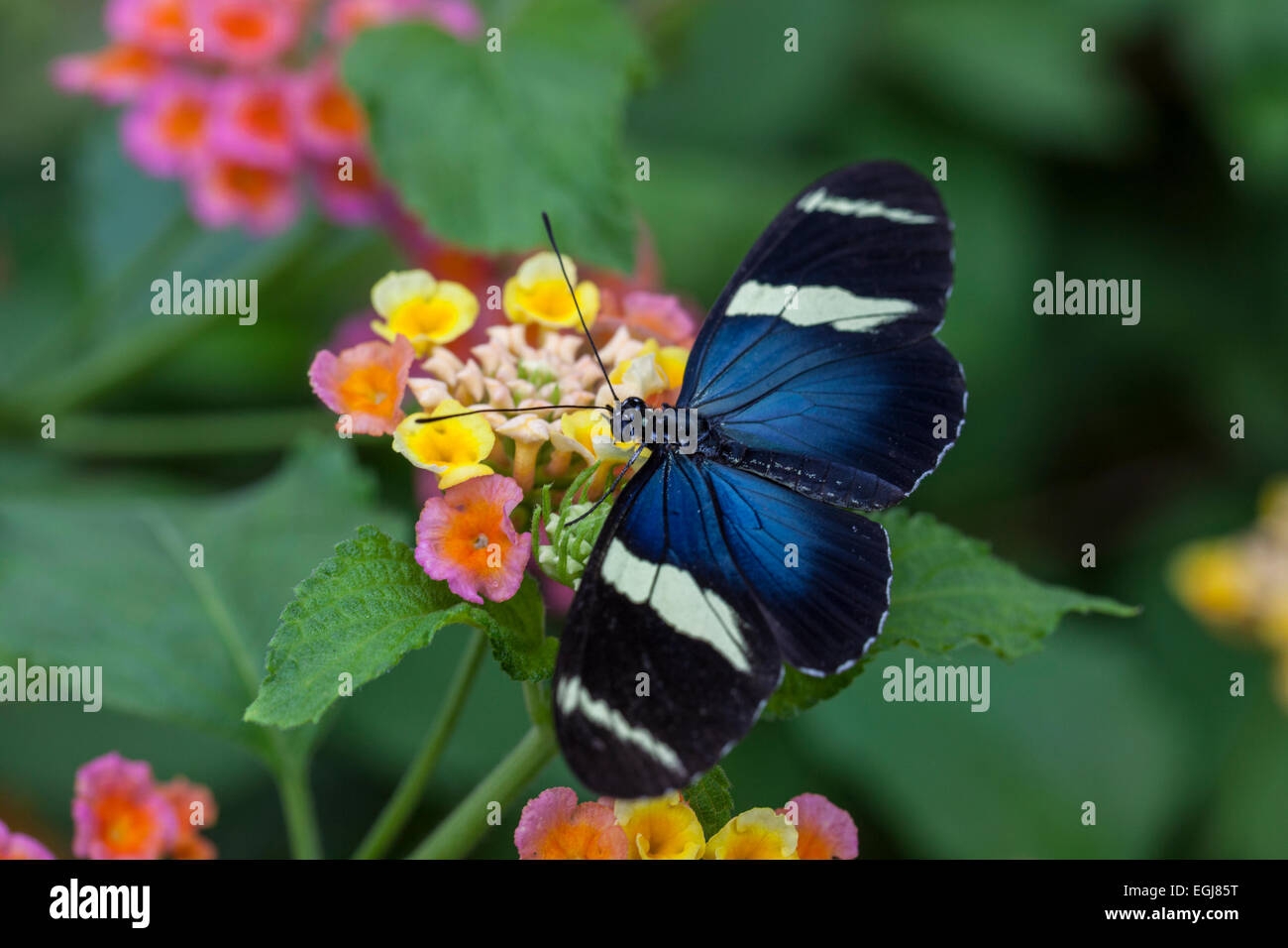 Petit Bleu Grecian Nymphalidae Heliconiinae Heliconius sara fleur papillon belle feuille verte d'insectes Banque D'Images
