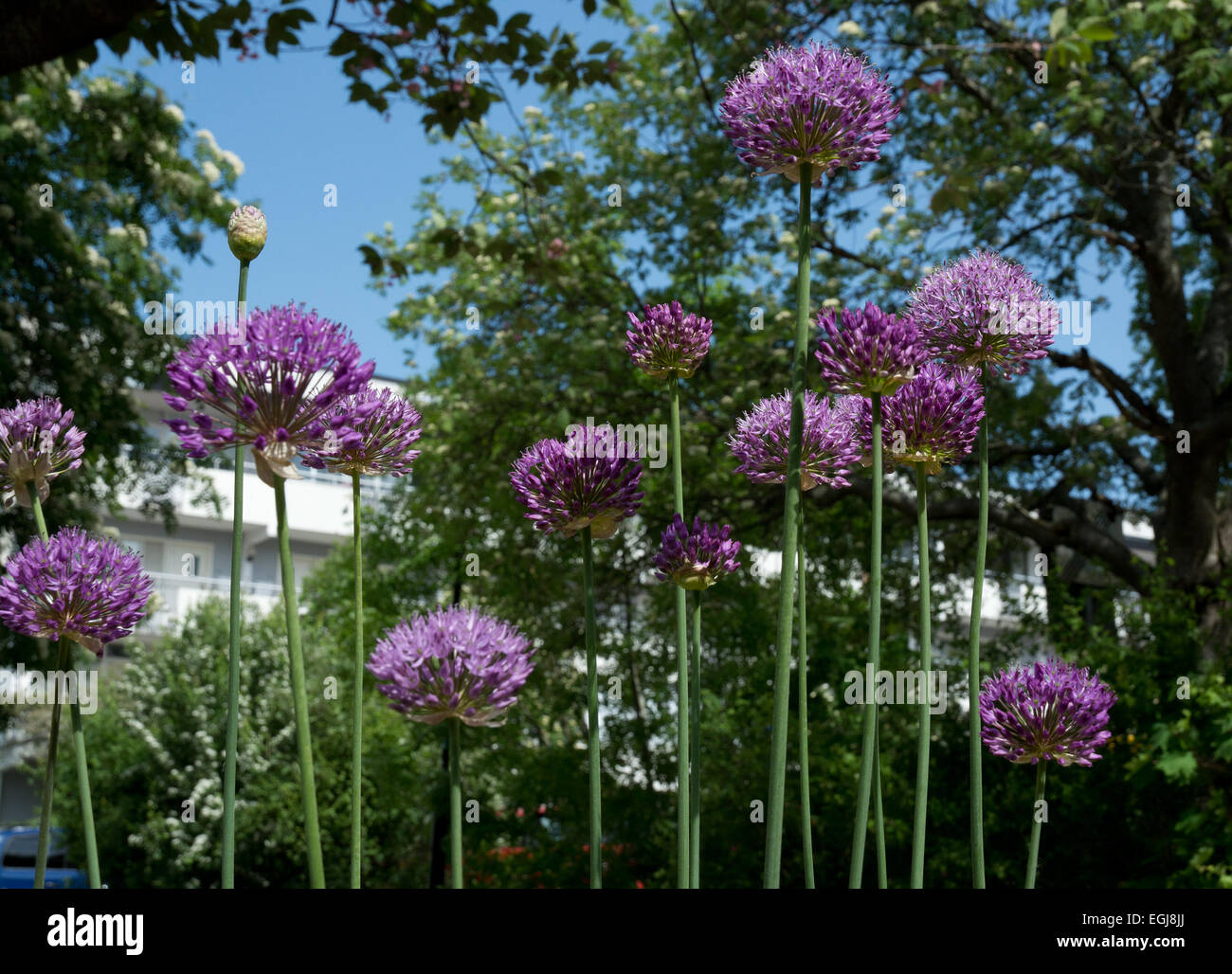 Fleurs d'Allium purple ball avec comme des fleurs à l'extérieur de bâtiments. Banque D'Images