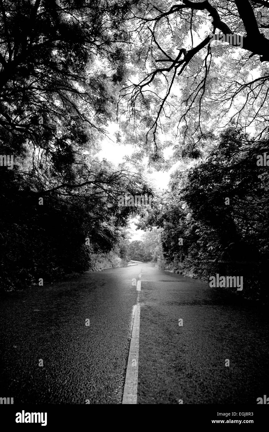 Route de campagne, l'été, au Royaume-Uni. Noir et blanc. Banque D'Images