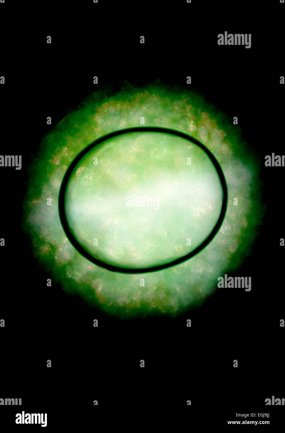 Énergie verte Banque D'Images