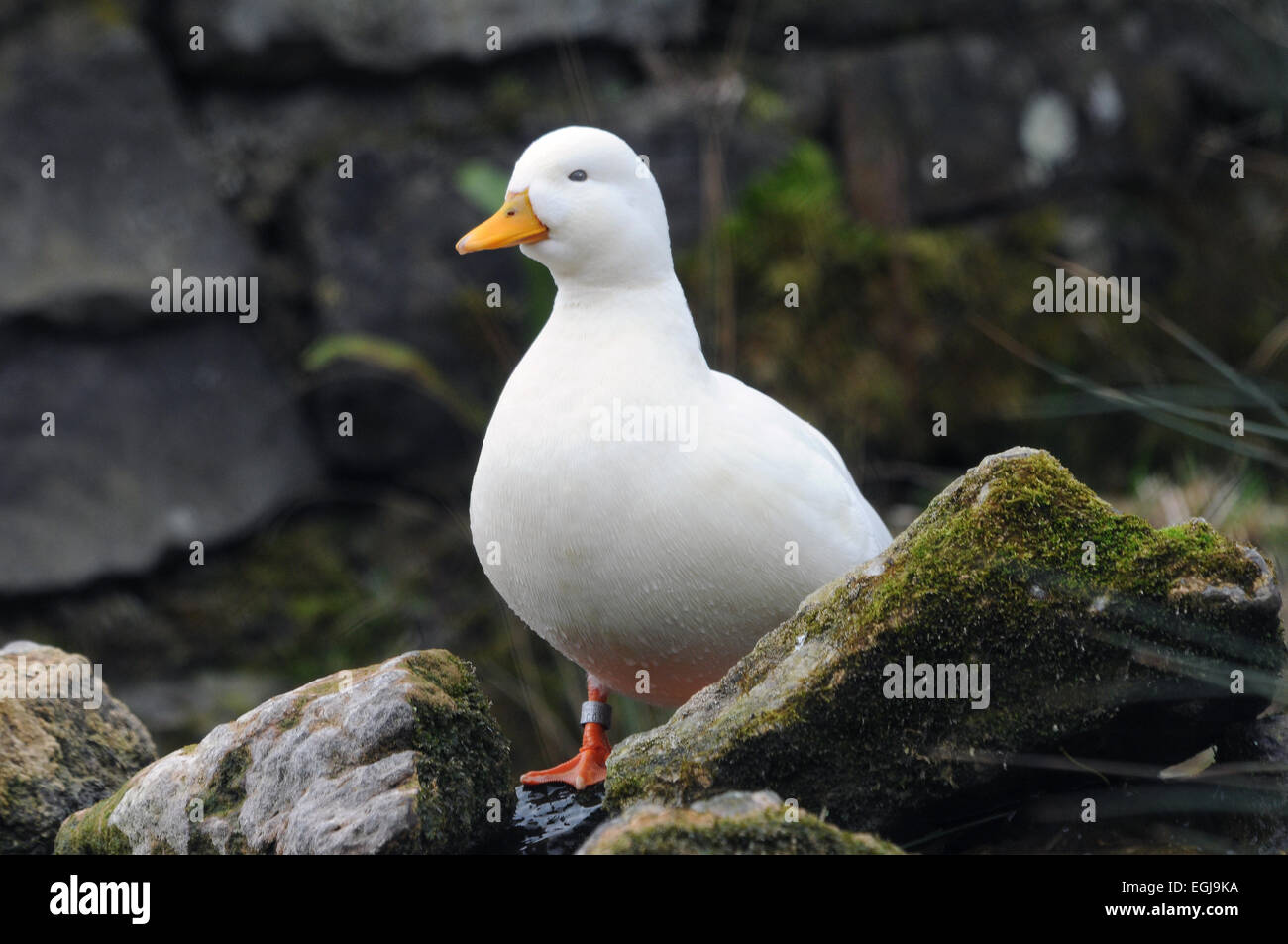 Un appel au canard blanc Arundel, Sussex de l'Ouest Banque D'Images