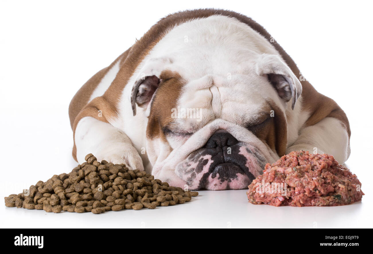 Pose de chien entre tas de kibble et matières premières des aliments pour chiens sur fond blanc - bulldog Banque D'Images