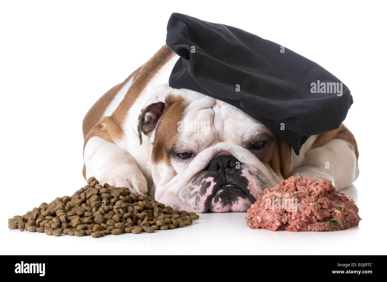 Débat - nourriture pour chien bulldog chef fixant entre tas de matières premières et de la nourriture pour chiens croquette Banque D'Images