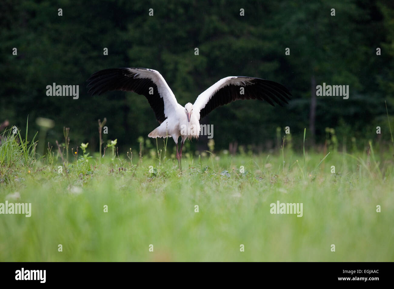 Jeune cigogne blanche landing Banque D'Images