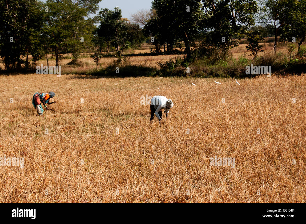 L'Inde en 2014. Bhawanipatna. L'Orissa. Un homme et une femme le riz de la récolte à la main. Banque D'Images