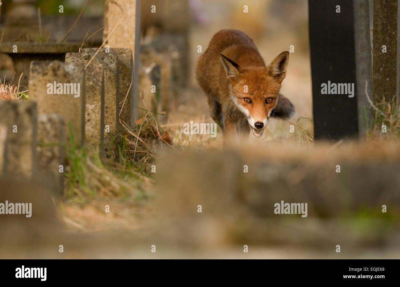 Red Fox urbain, Vulpes vulpes, Londres, Royaume-Uni. Banque D'Images