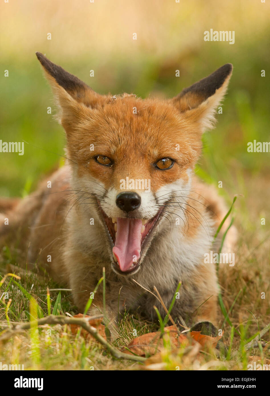 Red Fox urbain, Vulpes vulpes, Londres, Royaume-Uni. Banque D'Images