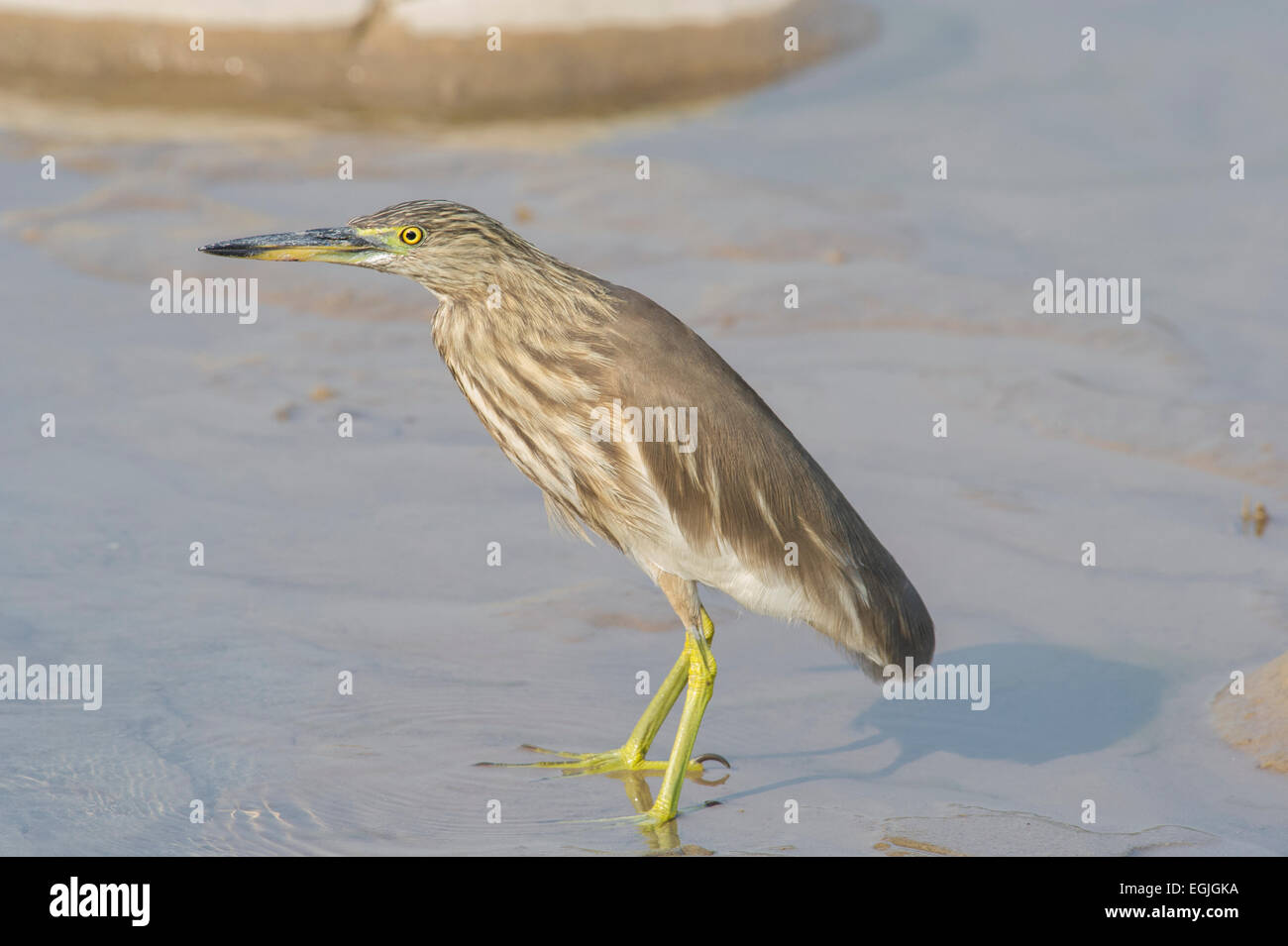 Un Indien (Crabier Ardeola grayii) la pêche dans un petit cours d'eau dans Parc national de Rajaji près de Rishikesh, Inde Banque D'Images