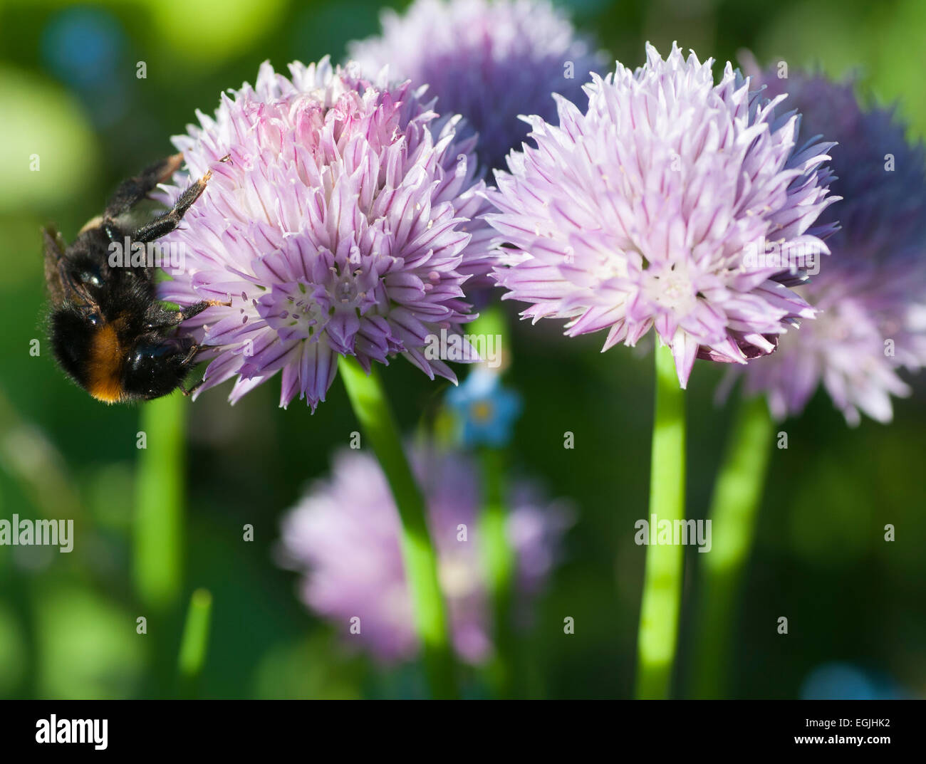 Buff-queue de bourdons (Bombus terrestris) se nourrissant de fleurs de ciboulette (Allium schoenoprasum) Banque D'Images