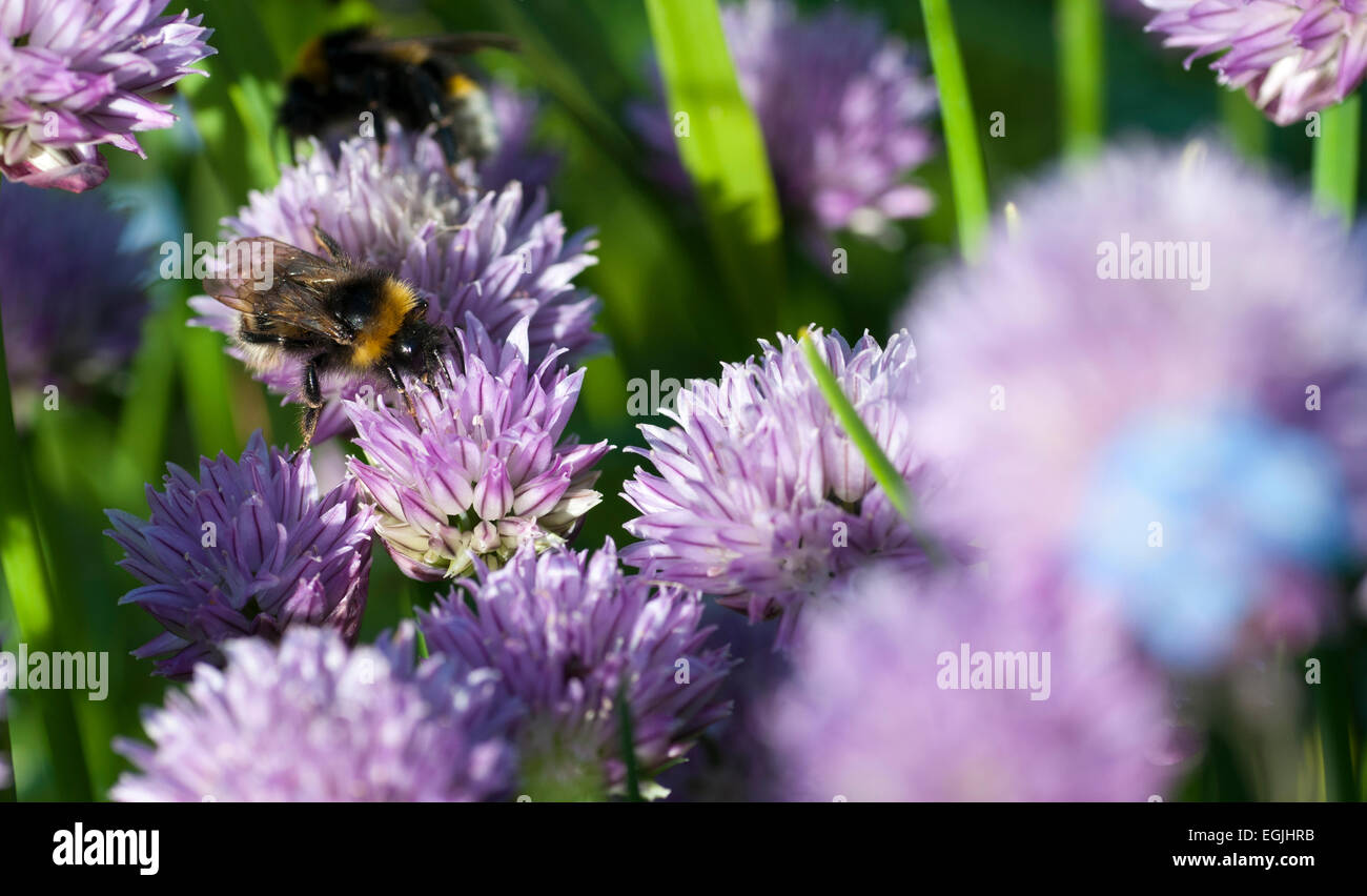 Les bourdons pollinisent la ciboulette (Allium schoenoprasum) Banque D'Images