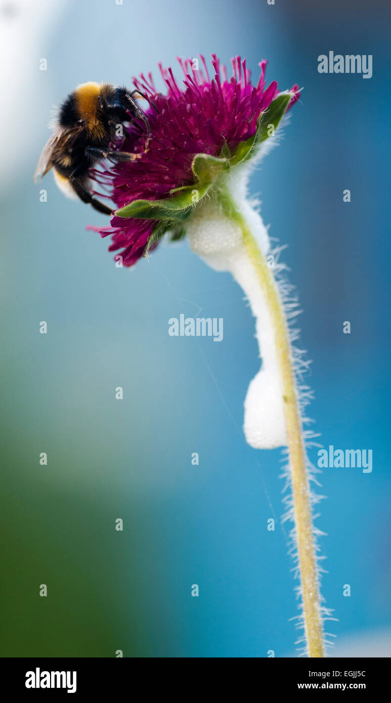 Buff-queue de bourdons (Bombus terrestris) champ pollinisateurs scabious (Knautia arvensis) Banque D'Images