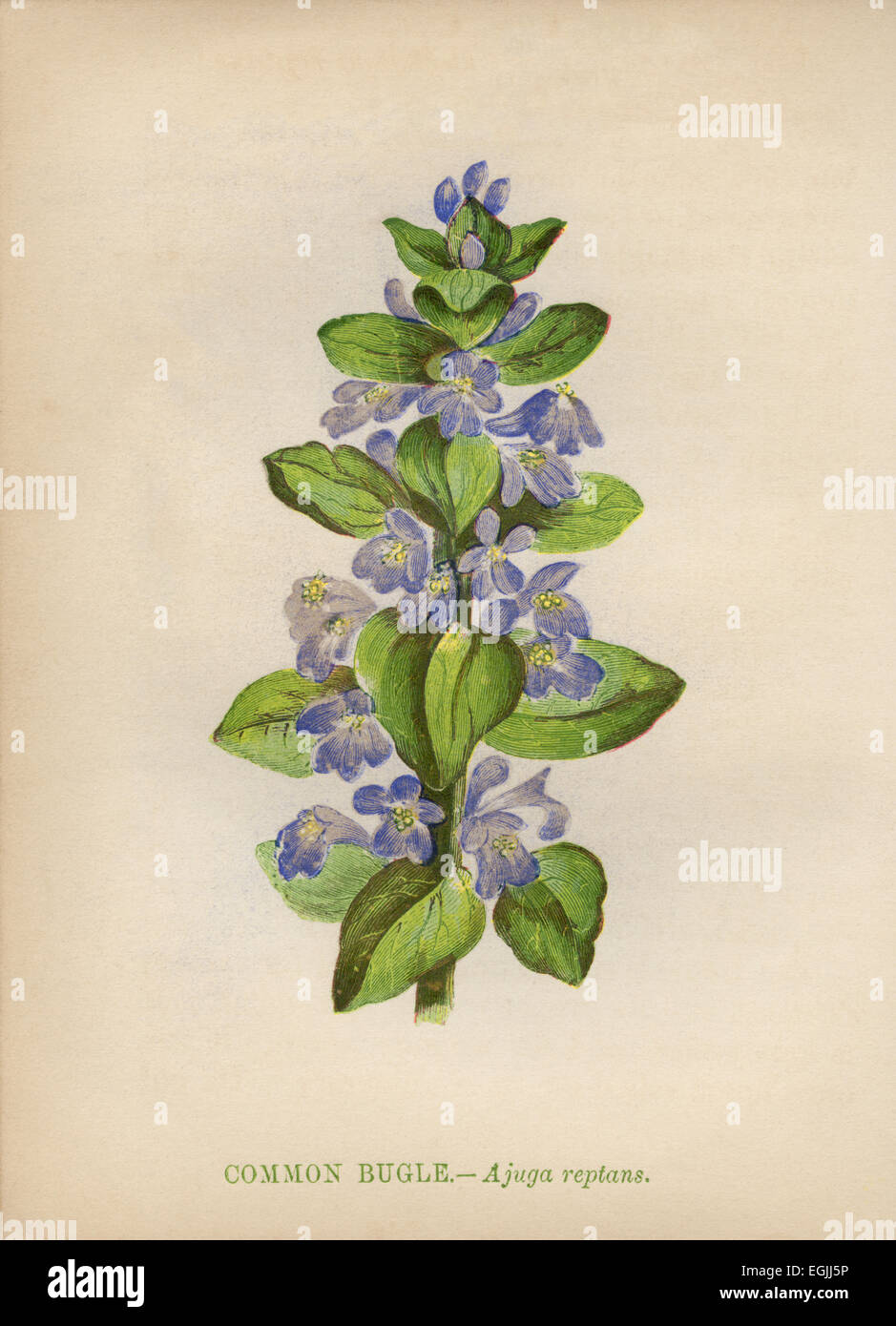 Common Bugle (Ajuga reptans) chromolithographie Artiste : Anne Pratt "Fleurs sauvages"1852 Banque D'Images