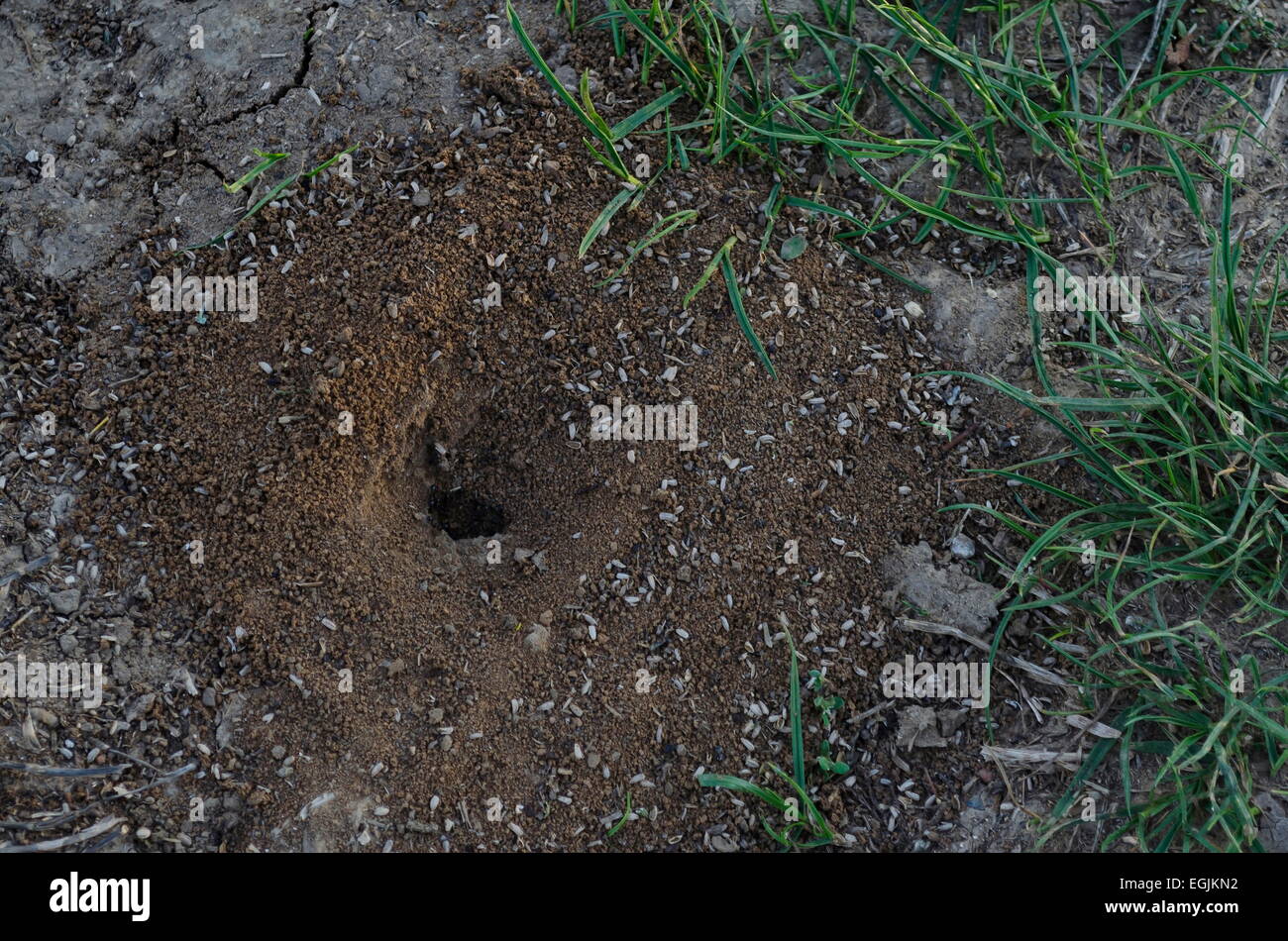 Fourmilière dans la terre entre le sol et les plantes, ant house Banque D'Images