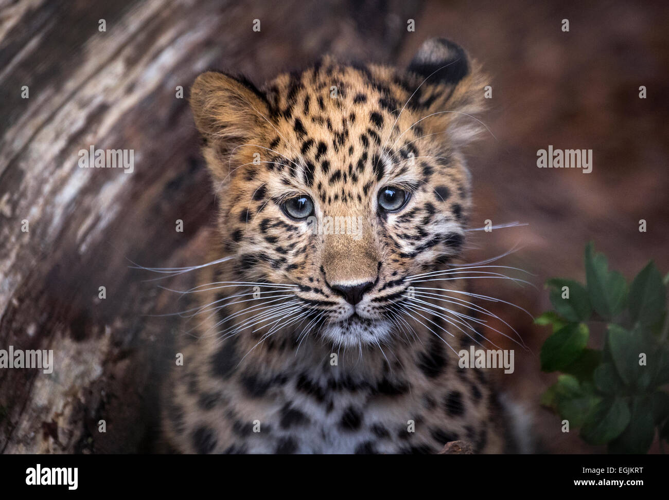 Femme panthère cub looking at camera Banque D'Images