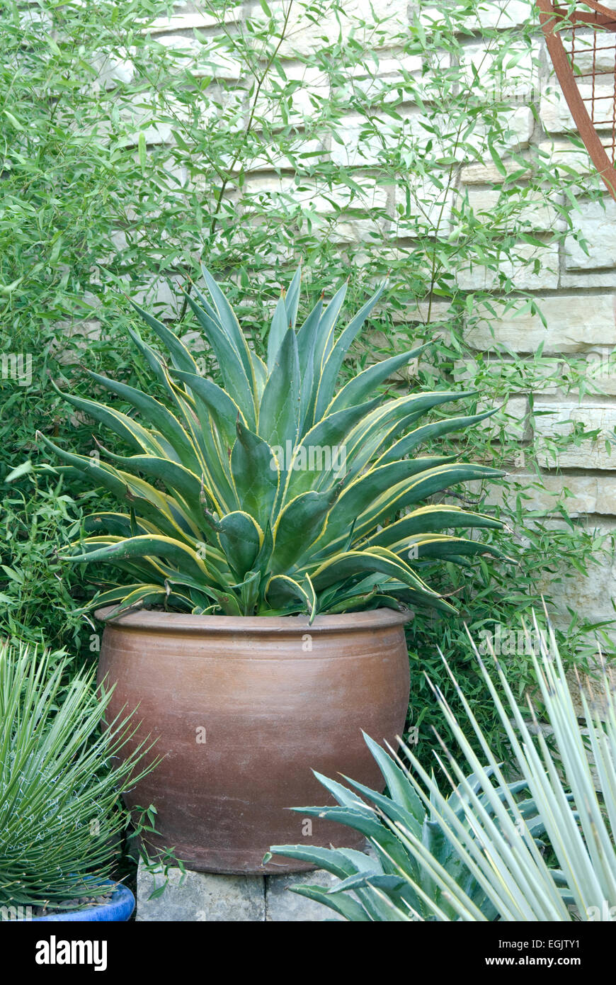 Dans des conteneurs d'Agave Banque D'Images