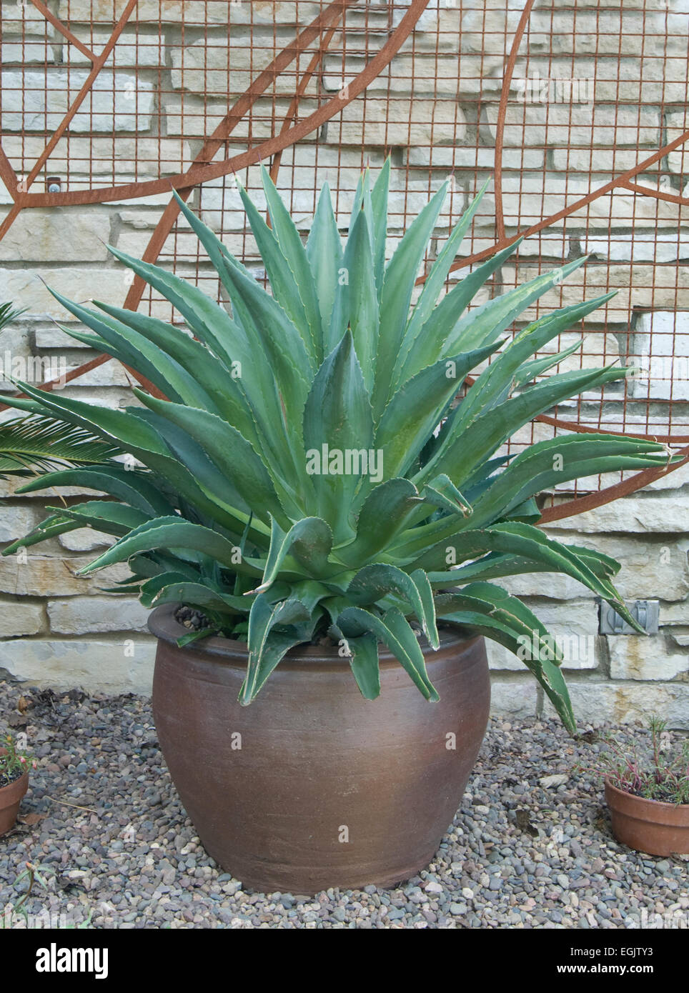 Dans des conteneurs d'Agave Banque D'Images