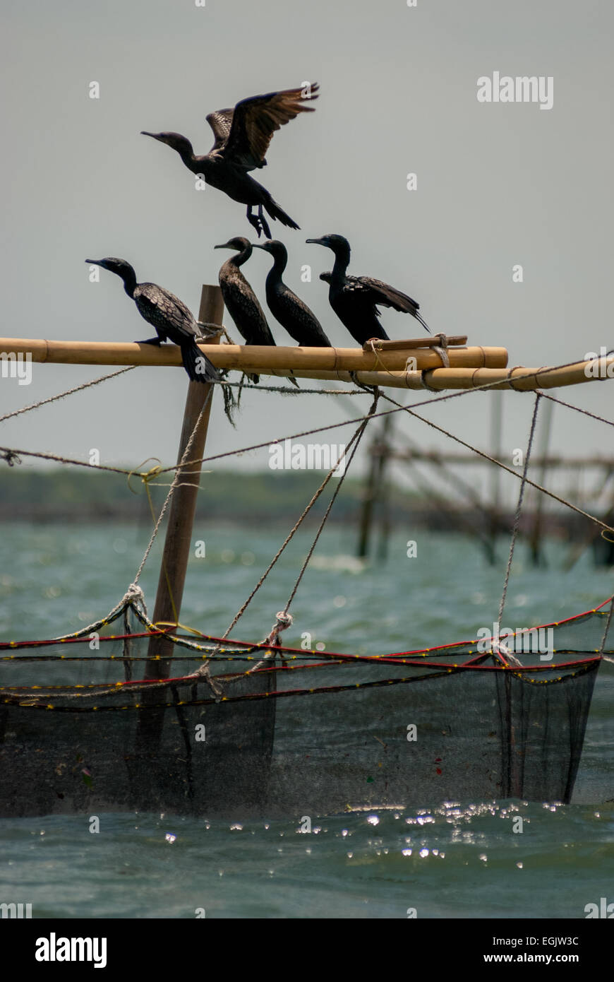 Un troupeau de petit cormoran noir (Phalacrocorax sulcirostris) qui se trouve dans une installation aquacole sur les eaux côtières de Bekasi, en Indonésie. Banque D'Images