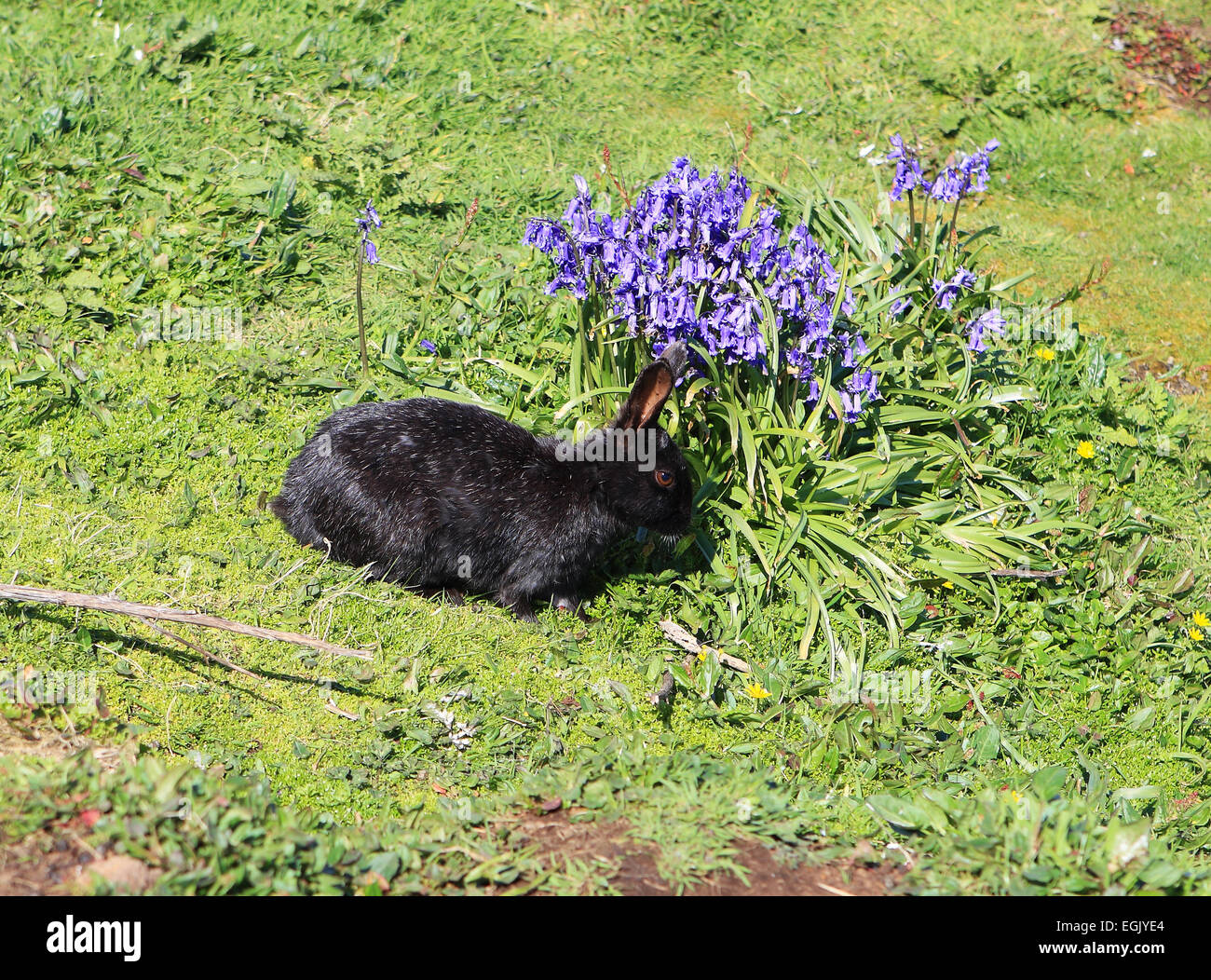 Lapin sauvage sur Lunga une des îles Treshnish en Ecosse's Inner Hebrides Banque D'Images