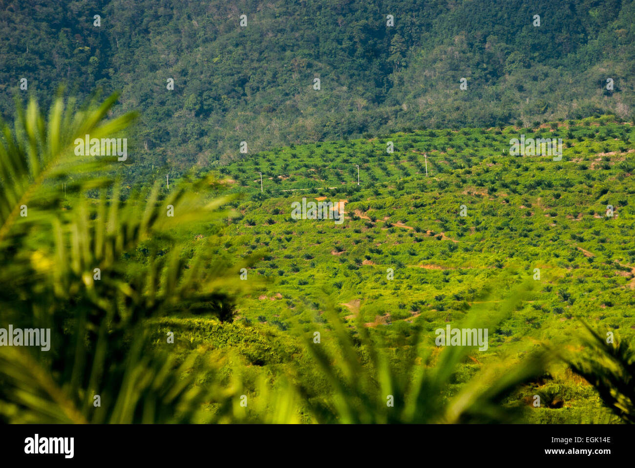 Palmiers à huile récemment plantés sur une zone de plantation, dans un fond de forêt vierge à Langkat, au nord de Sumatra, en Indonésie. Banque D'Images