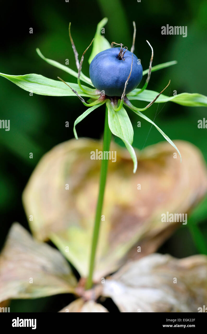 True Lover's Knot (Paris quadrifolia), stand de fruits, en Rhénanie du Nord-Westphalie, Allemagne Banque D'Images