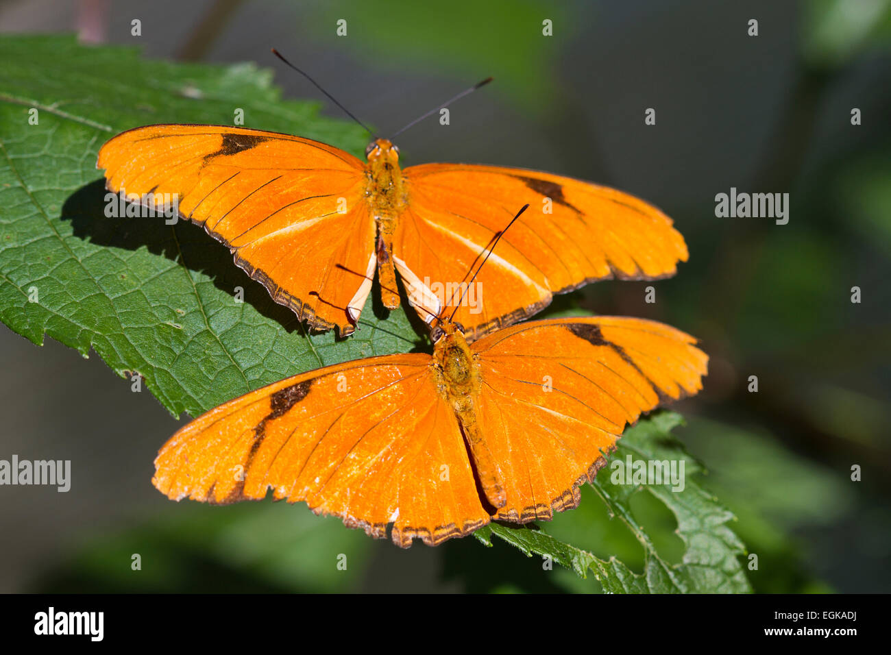 Julia Heliconian Butterflies (Dryas iulia) Banque D'Images