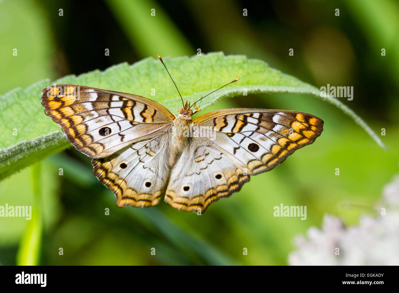 Papillon Paon blanc (Anartia jatrophae) Banque D'Images