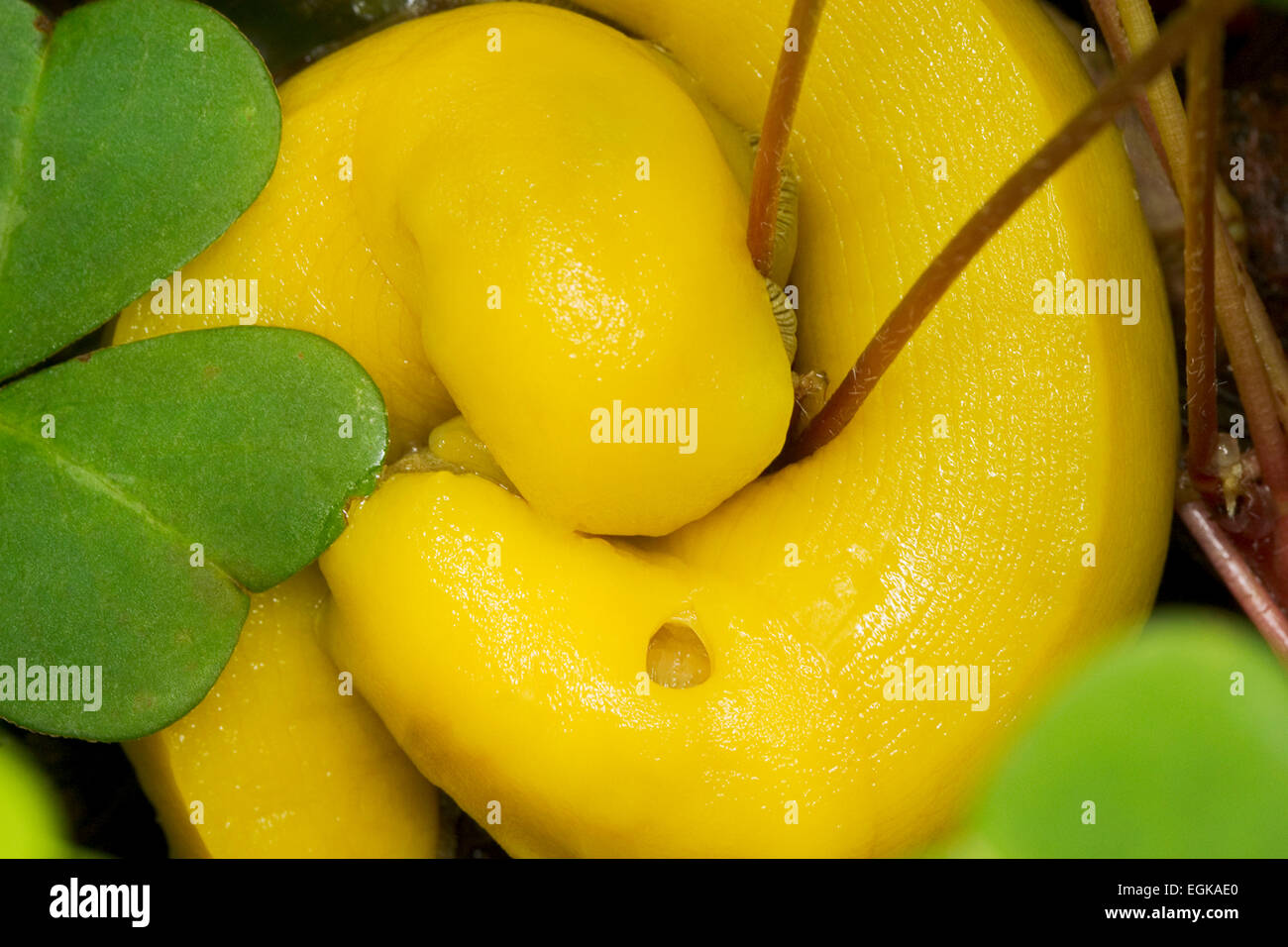 Ariolimax columbianus banane (limaces) l'accouplement, Big Sur, Californie Banque D'Images