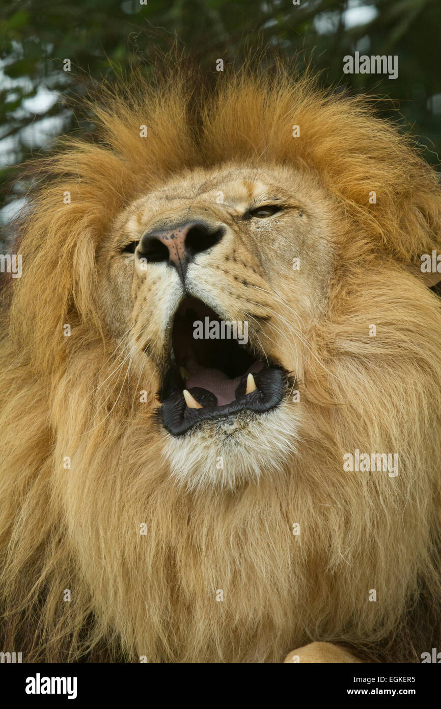 Roaring lion mâle en captivité Banque D'Images