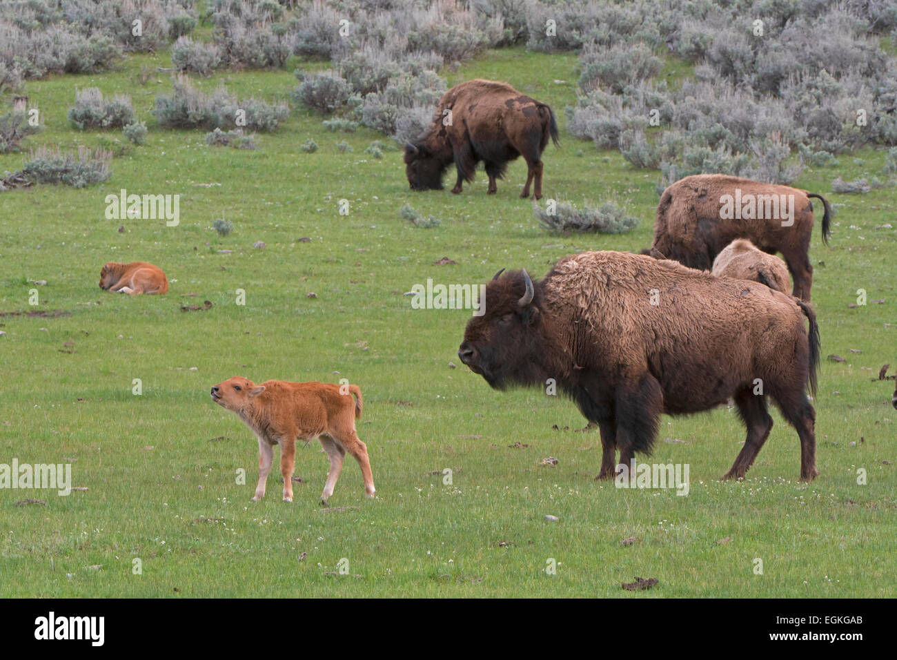 Buffalo La Mere Et Le Bebe Le Bison D Amerique Bison Bison Photo Stock Alamy