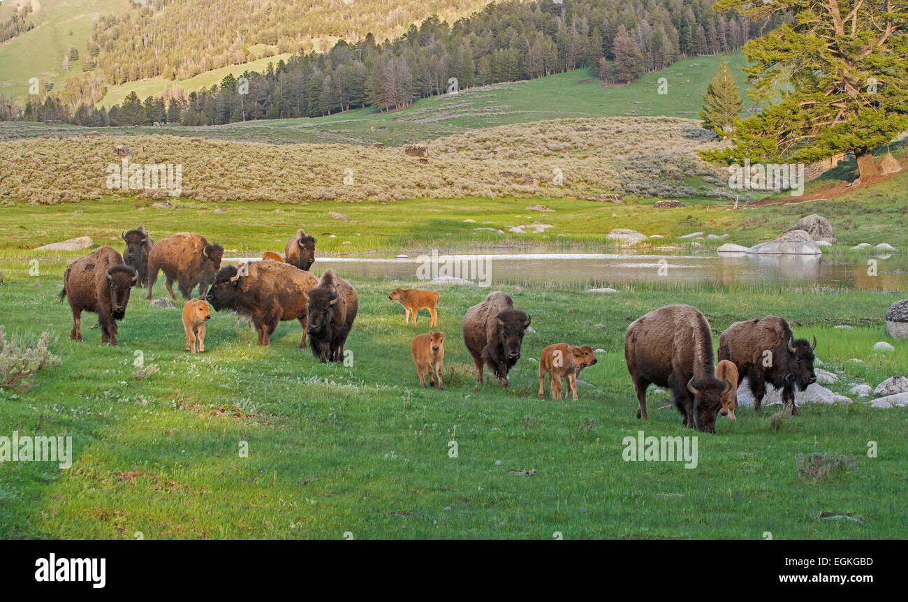 Buffalo mères et des bébés. Le bison d'Amérique (Bison bison). Banque D'Images