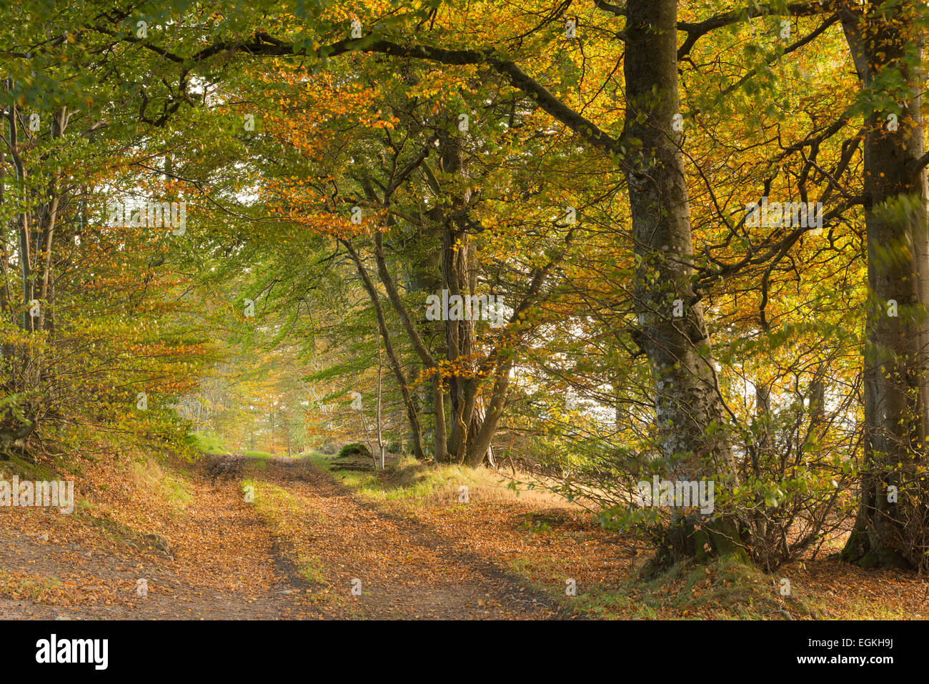 La voie agricole à travers le feuillage d'automne dans les régions rurales de l'Aberdeenshire Banque D'Images