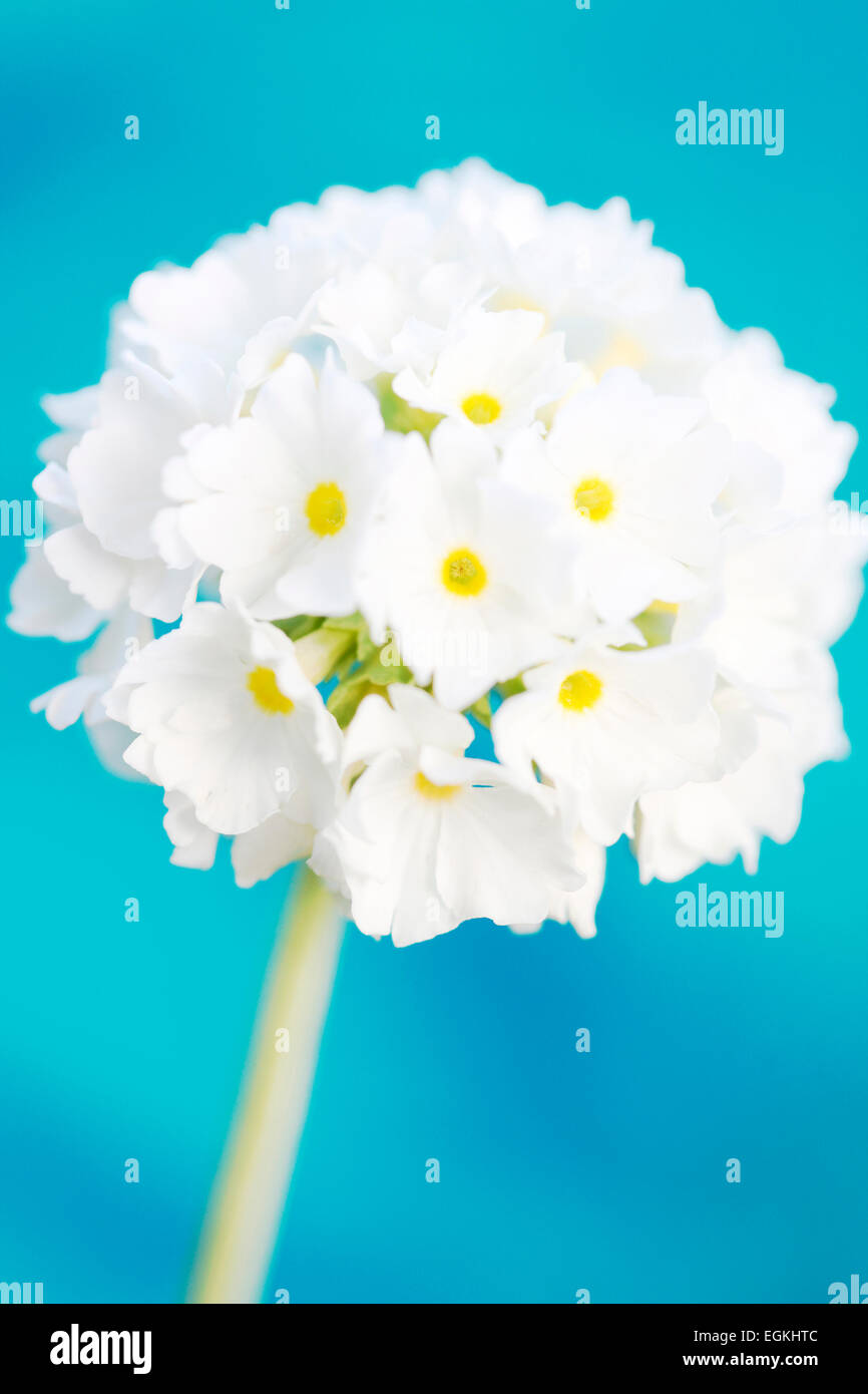 Tendre et doux Drumstick Primrose Jane Ann Butler Photography JABP709 Banque D'Images