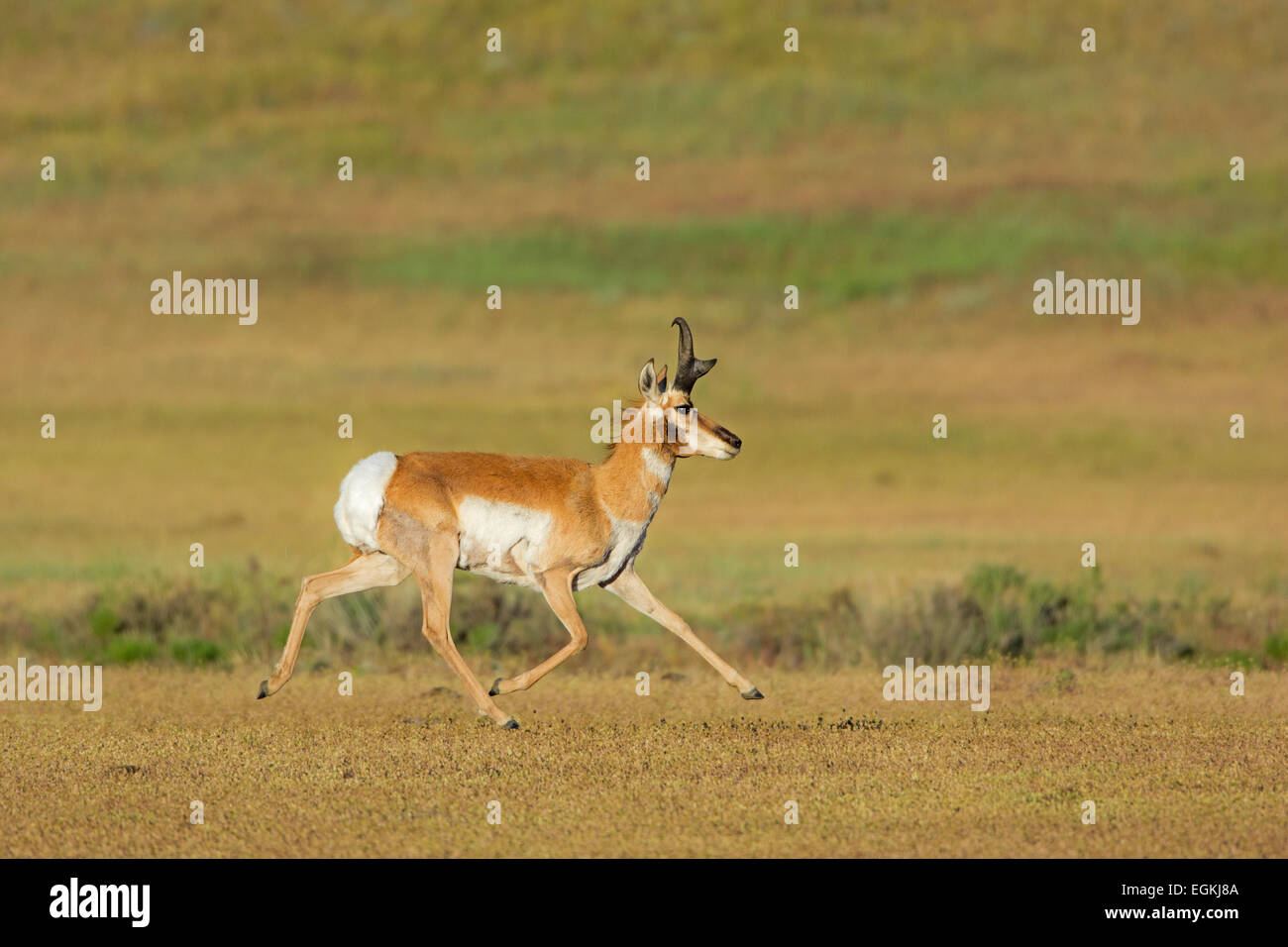 Pronghorn (Antilocapra americana) mâle d'exécution dans le Parc National de Yellowstone. Banque D'Images