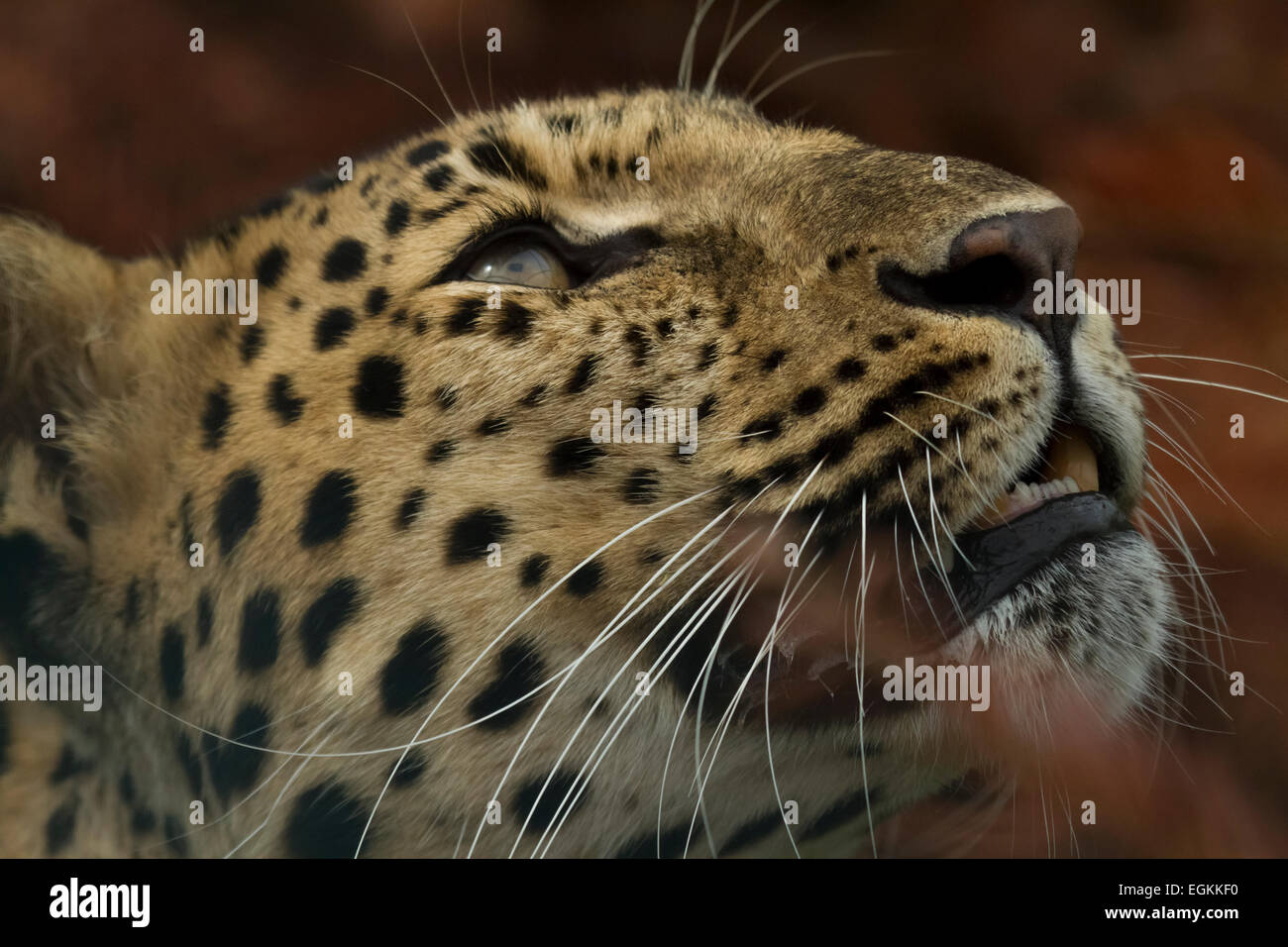Amur Leopard en captivité Banque D'Images
