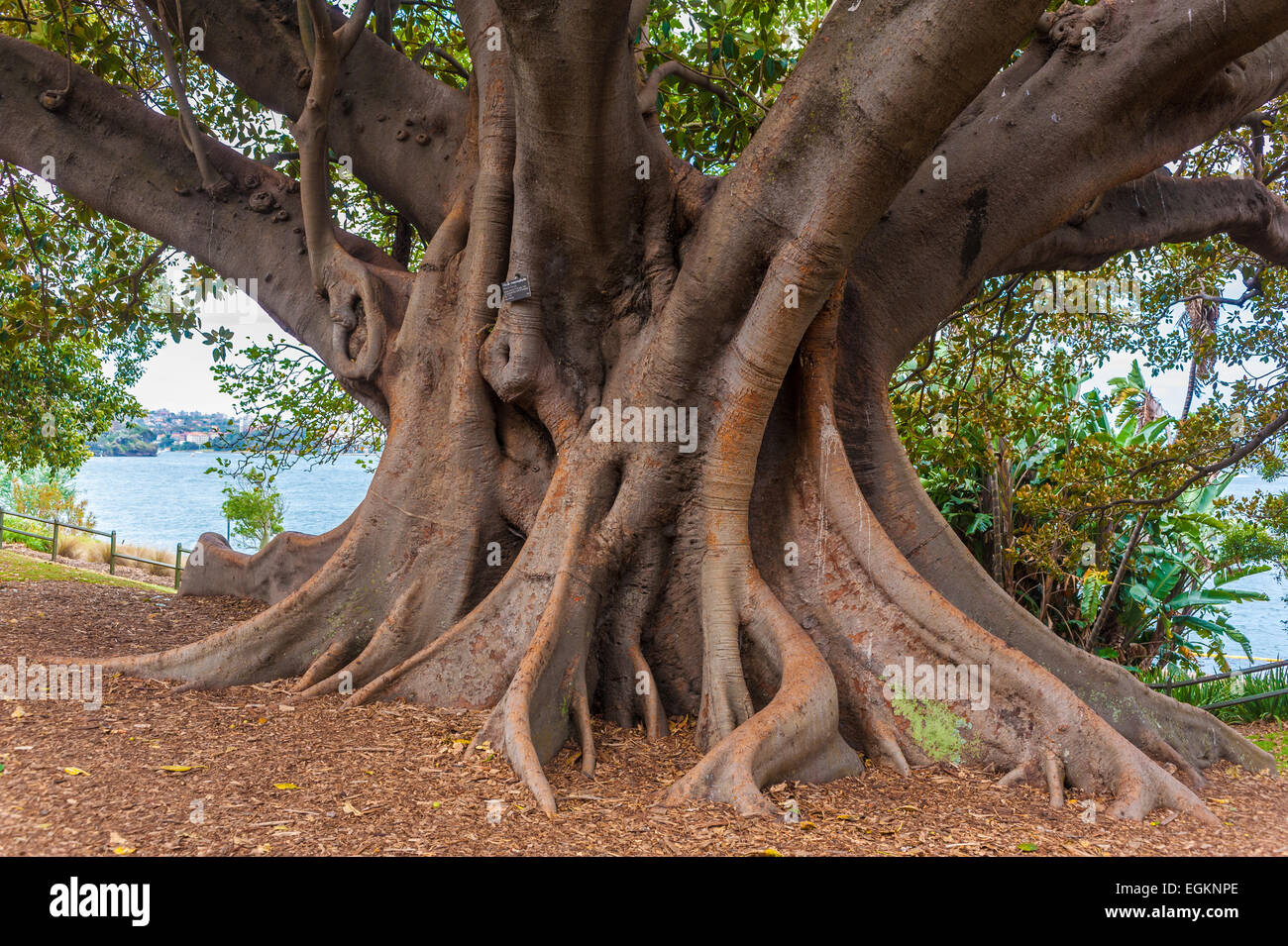 Moreton Bay Fig Tree, Ficus macrophylla, grand banyan tree evergreen de la famille des Moraceae au Jardin botanique, Sydney, Austr Banque D'Images