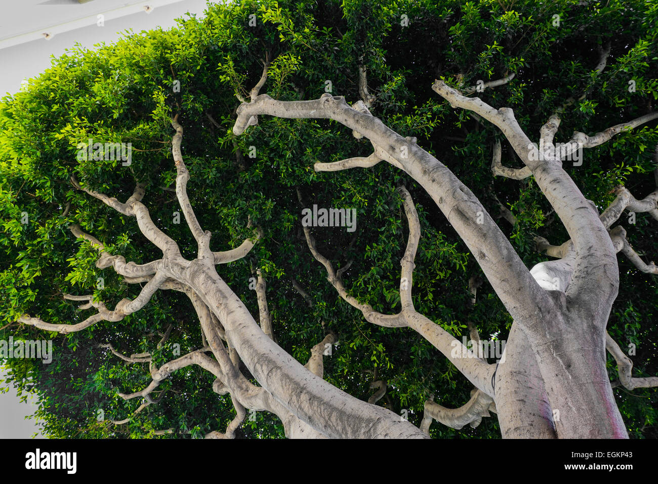 Modèle mixte de branches à partir de la vue supérieure avec mettez une couleur vert Banque D'Images