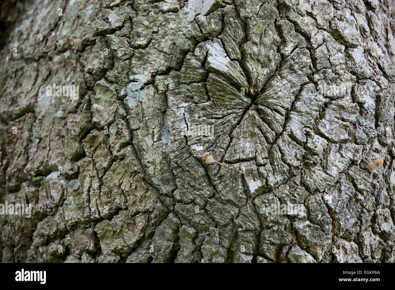 L'écorce de chêne Quercus robur ; forêt de Dean ; UK Banque D'Images